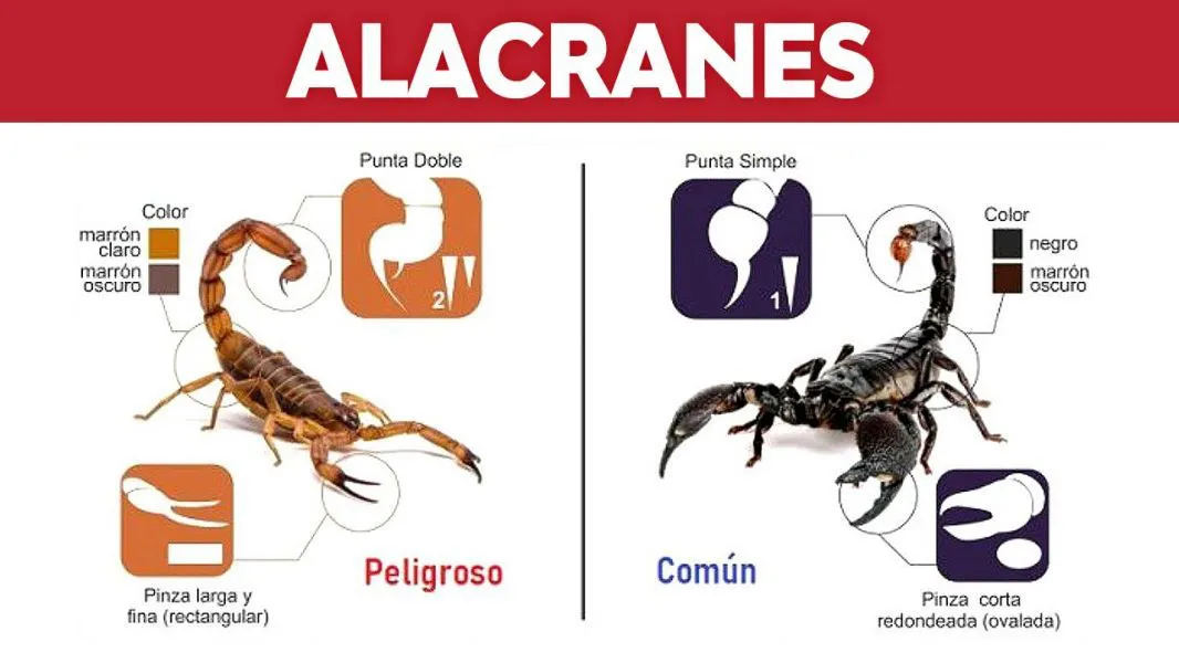 alacran peligroso
