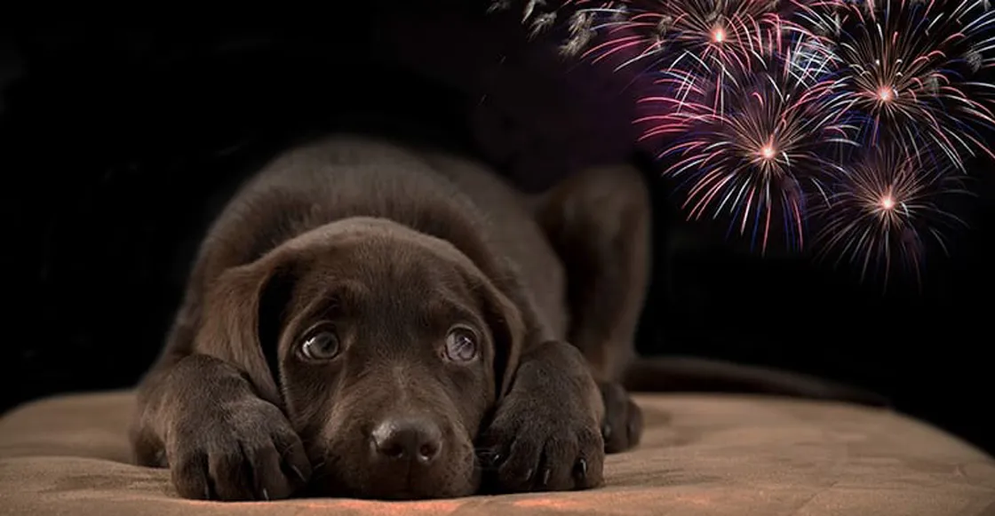 perros-miedo-fuegos-artificiales